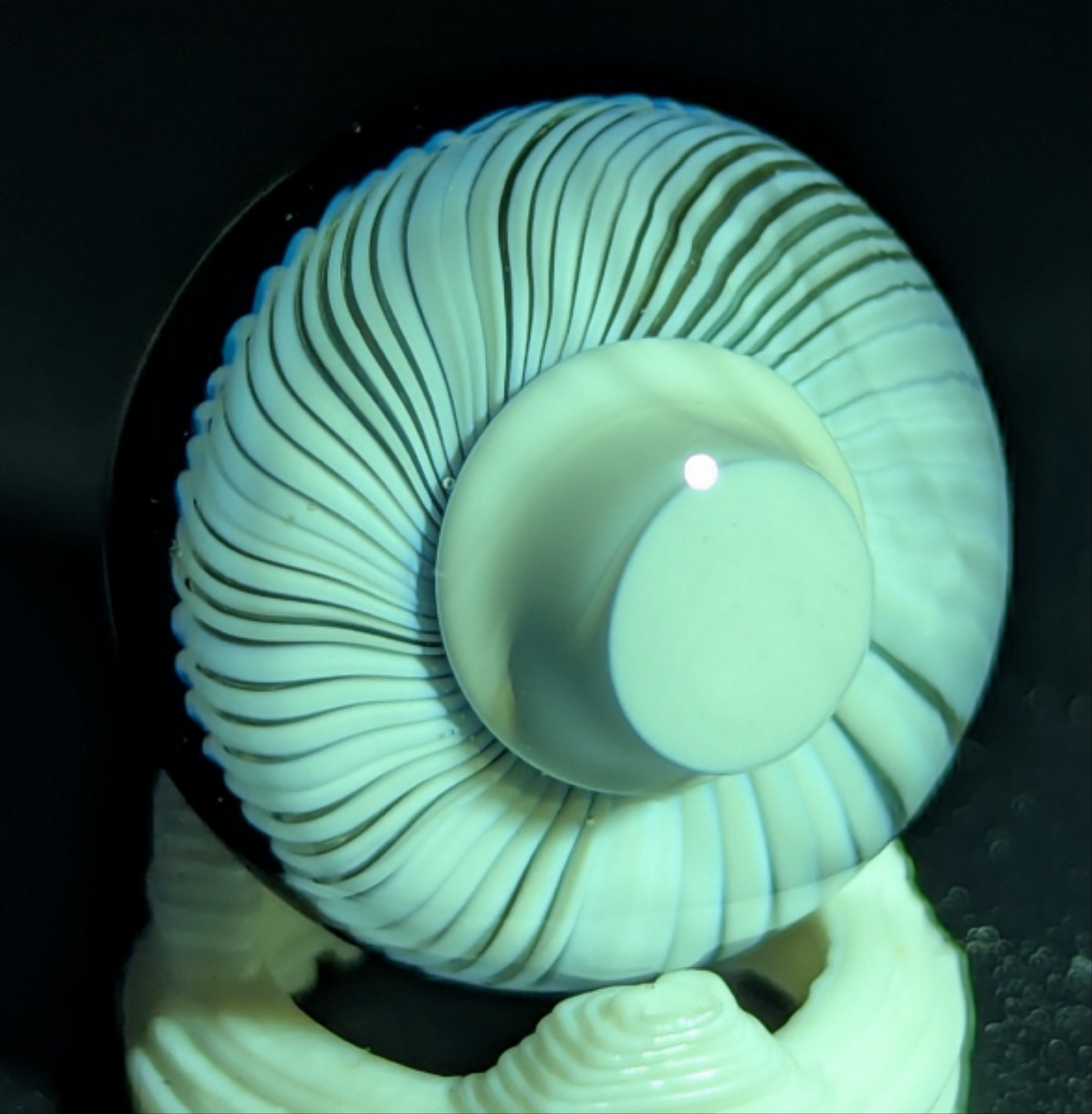 Small burtoni mushroom collab