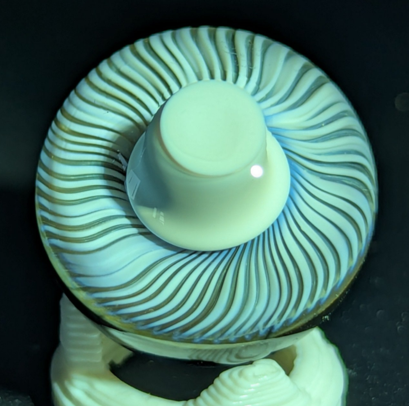 Small burtoni mushroom collab