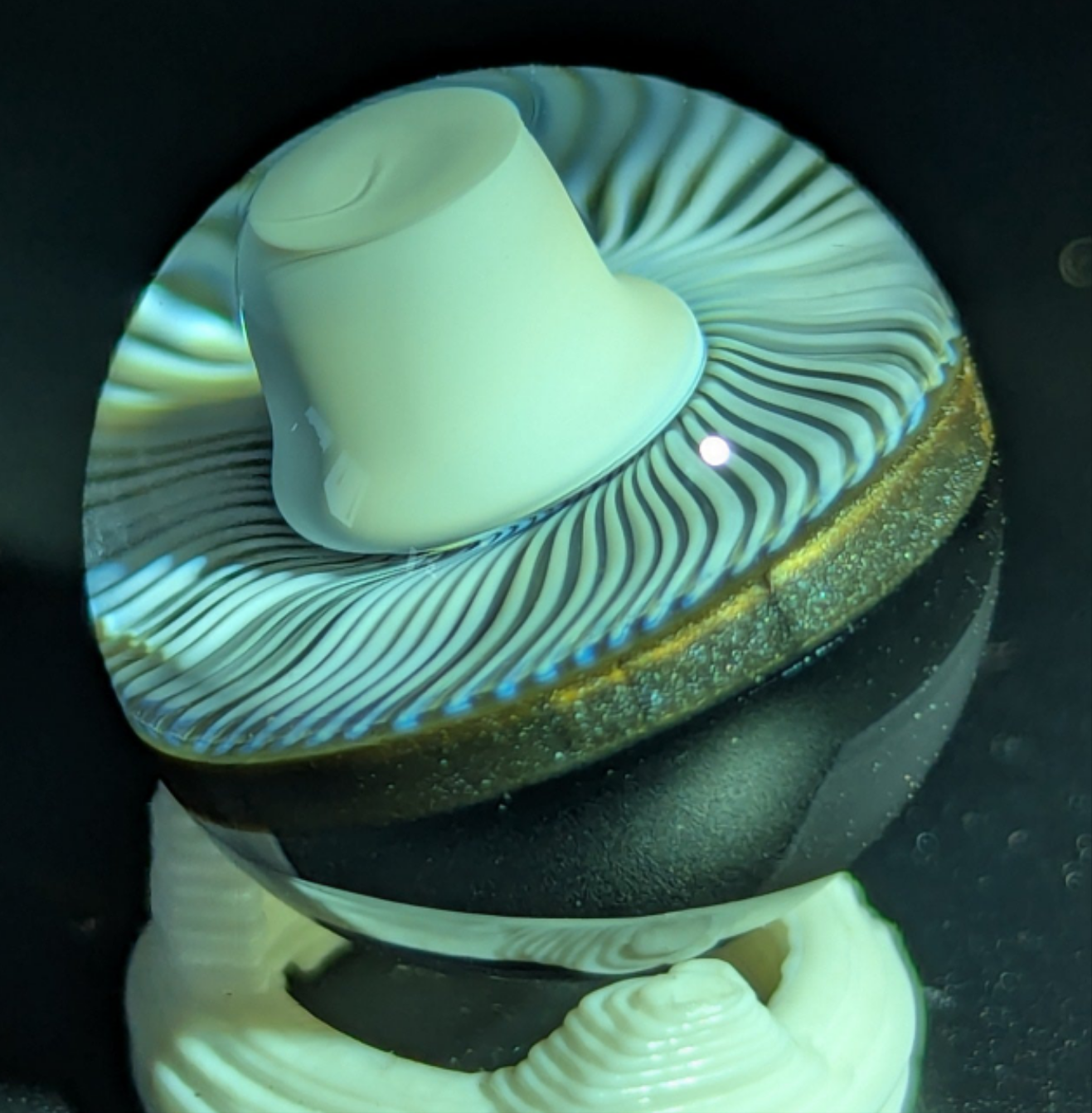 Small burtoni mushroom collab