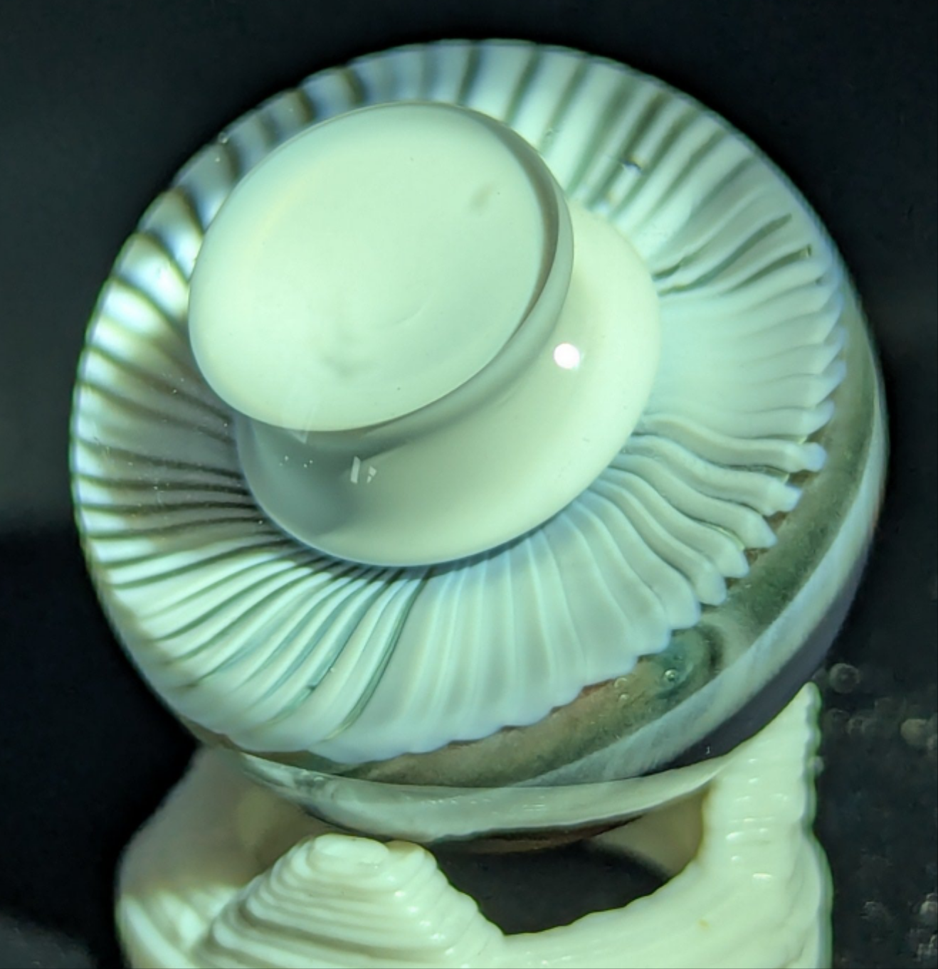 Small burtoni mushroom collab