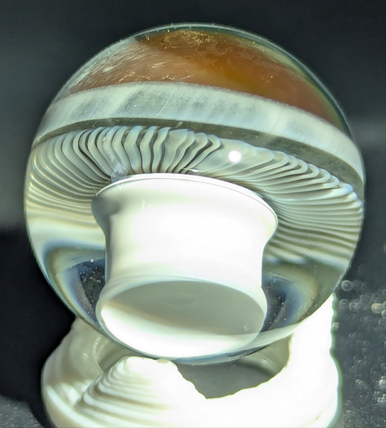 Small burtoni mushroom collab